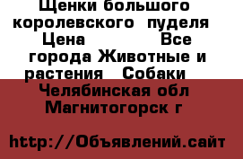 Щенки большого (королевского) пуделя › Цена ­ 25 000 - Все города Животные и растения » Собаки   . Челябинская обл.,Магнитогорск г.